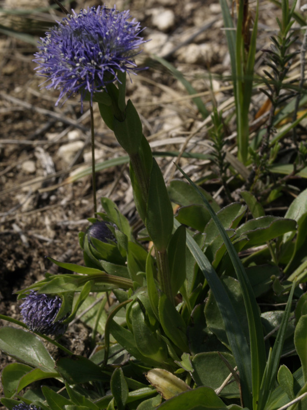 Trattasi di vedovella dei prati? si, Globularia bisnagarica